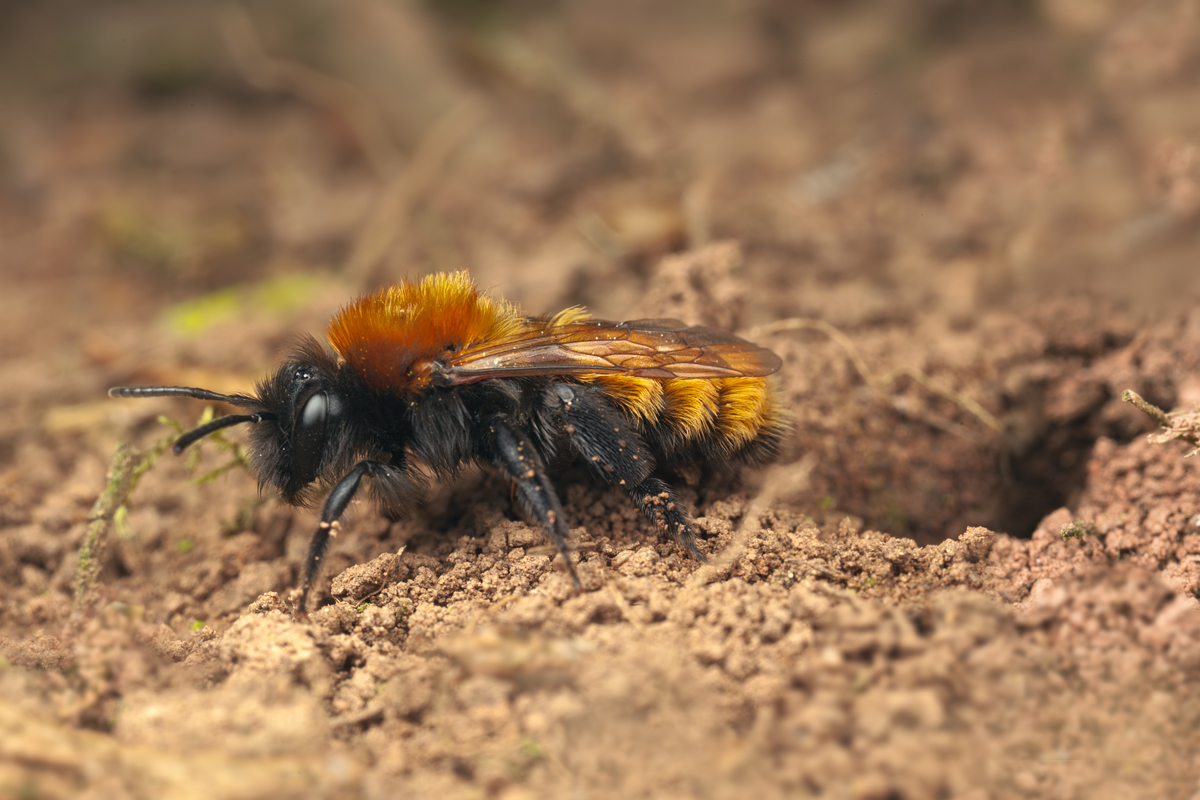 Tawny Mining Bee and Nest Hole 2